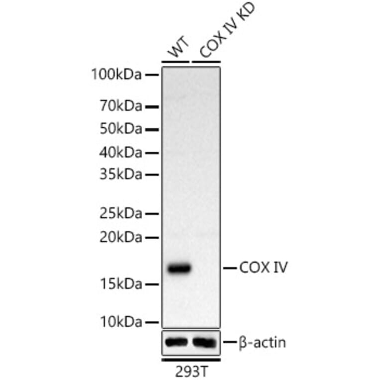 Western Blot - Anti-COX IV Antibody (A309799) - Antibodies.com