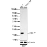 Western Blot - Anti-COX IV Antibody (A309799) - Antibodies.com