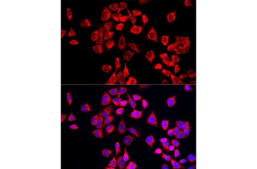 Immunofluorescence - Anti-COX IV Antibody (A309799) - Antibodies.com