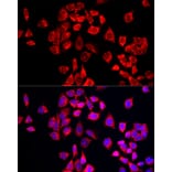 Immunofluorescence - Anti-COX IV Antibody (A309799) - Antibodies.com