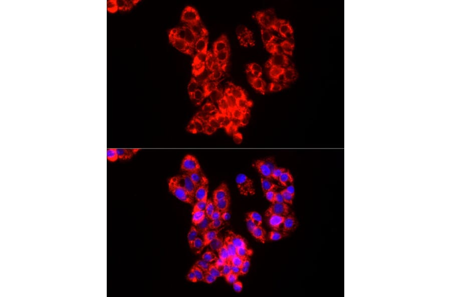 Immunofluorescence - Anti-COX IV Antibody (A309799) - Antibodies.com