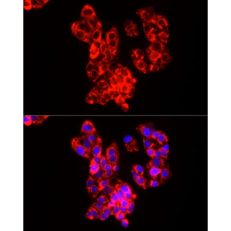 Immunofluorescence - Anti-COX IV Antibody (A309799) - Antibodies.com