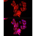 Immunofluorescence - Anti-COX IV Antibody (A309799) - Antibodies.com