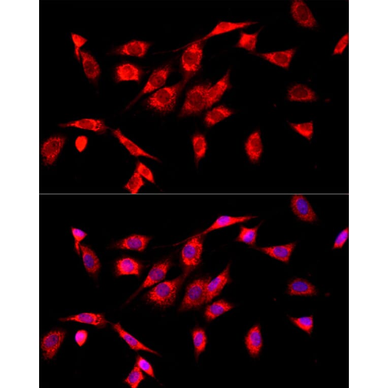 Immunofluorescence - Anti-COX IV Antibody (A309799) - Antibodies.com