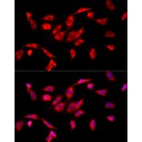 Immunofluorescence - Anti-COX IV Antibody (A309799) - Antibodies.com
