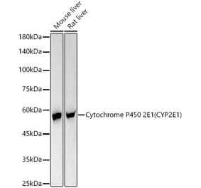 Western Blot - Anti-Cytochrome P450 2E1 Antibody [ARC58003] (A309800) - Antibodies.com