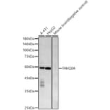 Western Blot - Anti-FAM20A Antibody (A309801) - Antibodies.com