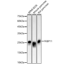 Western Blot - Anti-OXR1 Antibody (A309803) - Antibodies.com