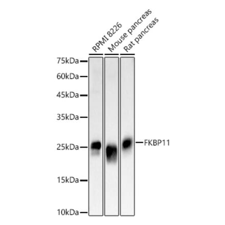 Western Blot - Anti-OXR1 Antibody (A309803) - Antibodies.com