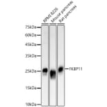 Western Blot - Anti-OXR1 Antibody (A309803) - Antibodies.com