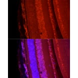 Immunofluorescence - Anti-BRN3A Antibody (A309807) - Antibodies.com