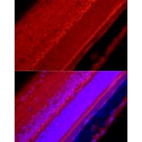 Immunofluorescence - Anti-BRN3A Antibody (A309807) - Antibodies.com