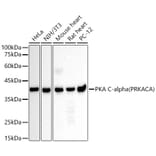 Western Blot - Anti-cAMP Protein Kinase Catalytic subunit Antibody (A309808) - Antibodies.com