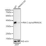 Western Blot - Anti-cAMP Protein Kinase Catalytic subunit Antibody (A309808) - Antibodies.com