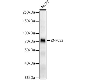 Western Blot - Anti-ZNF652 Antibody (A309812) - Antibodies.com