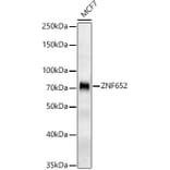 Western Blot - Anti-ZNF652 Antibody (A309812) - Antibodies.com