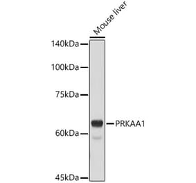Western Blot - Anti-AMPK alpha 1 Antibody (A309813) - Antibodies.com