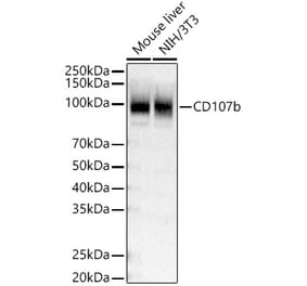 Western Blot - Anti-LAMP2 Antibody (A309814) - Antibodies.com