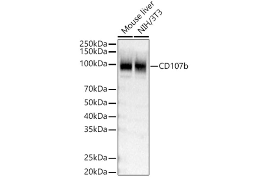 Western Blot - Anti-LAMP2 Antibody (A309814) - Antibodies.com
