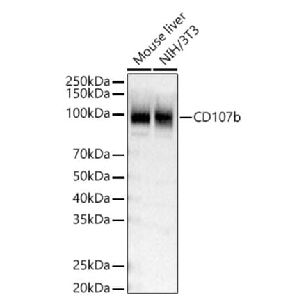 Western Blot - Anti-LAMP2 Antibody (A309814) - Antibodies.com