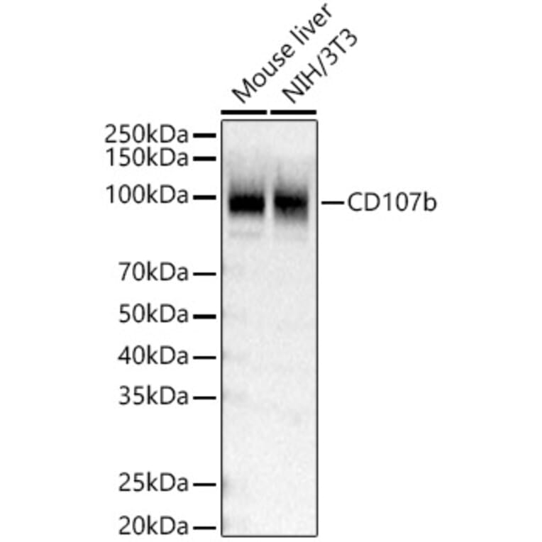 Western Blot - Anti-LAMP2 Antibody (A309814) - Antibodies.com