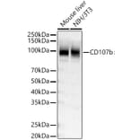 Western Blot - Anti-LAMP2 Antibody (A309814) - Antibodies.com