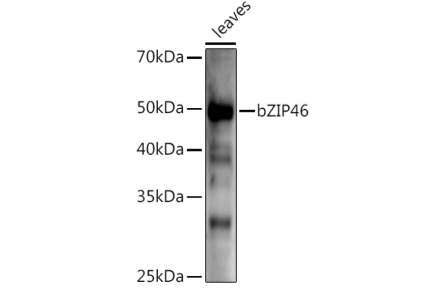 Western Blot - Anti-BZIP46 Antibody (A309815) - Antibodies.com
