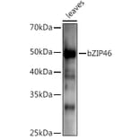 Western Blot - Anti-BZIP46 Antibody (A309815) - Antibodies.com