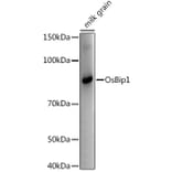 Western Blot - Anti-BIP1 Antibody (A309819) - Antibodies.com