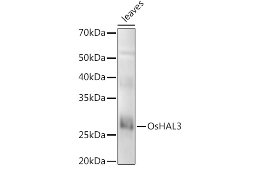 Western Blot - Anti-GS3 Antibody (A309828) - Antibodies.com