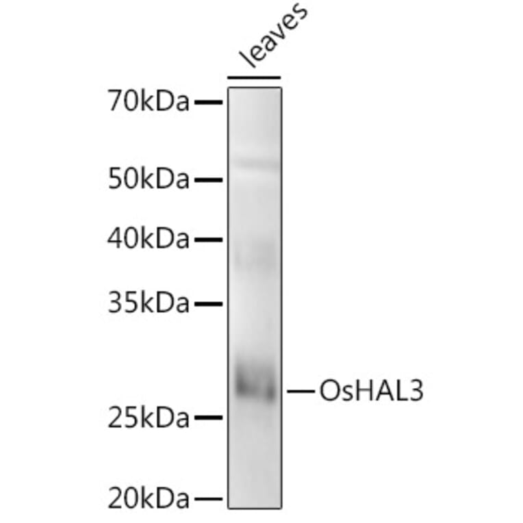 Western Blot - Anti-GS3 Antibody (A309828) - Antibodies.com