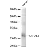 Western Blot - Anti-GS3 Antibody (A309828) - Antibodies.com
