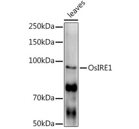 Western Blot - Anti-IRE1 Antibody (A309829) - Antibodies.com