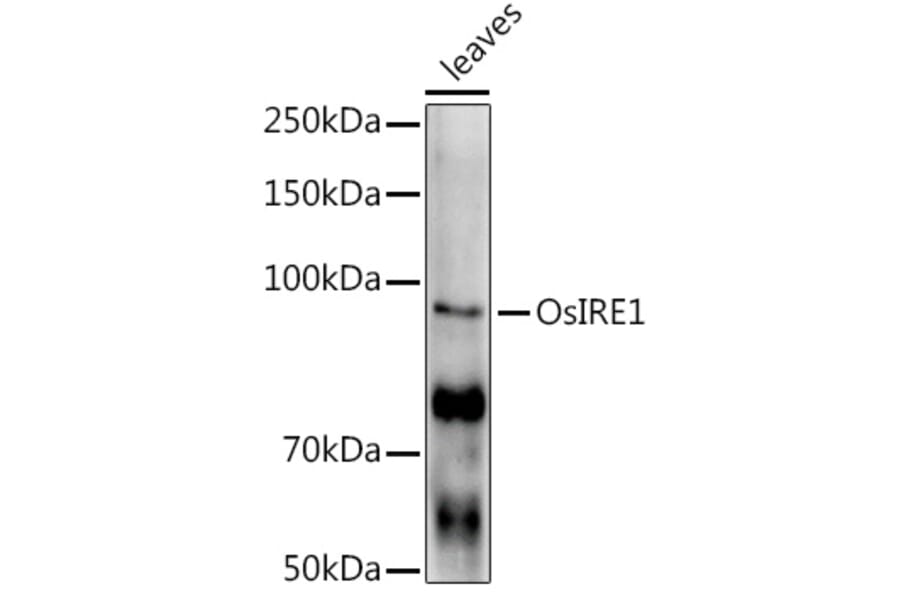 Western Blot - Anti-IRE1 Antibody (A309829) - Antibodies.com