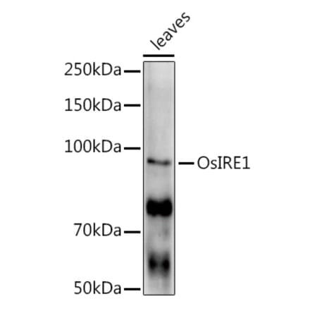 Western Blot - Anti-IRE1 Antibody (A309829) - Antibodies.com