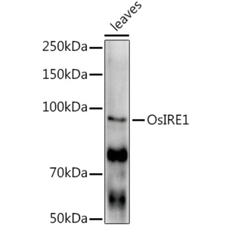 Western Blot - Anti-IRE1 Antibody (A309829) - Antibodies.com