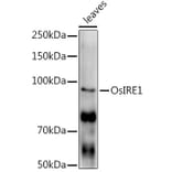 Western Blot - Anti-IRE1 Antibody (A309829) - Antibodies.com