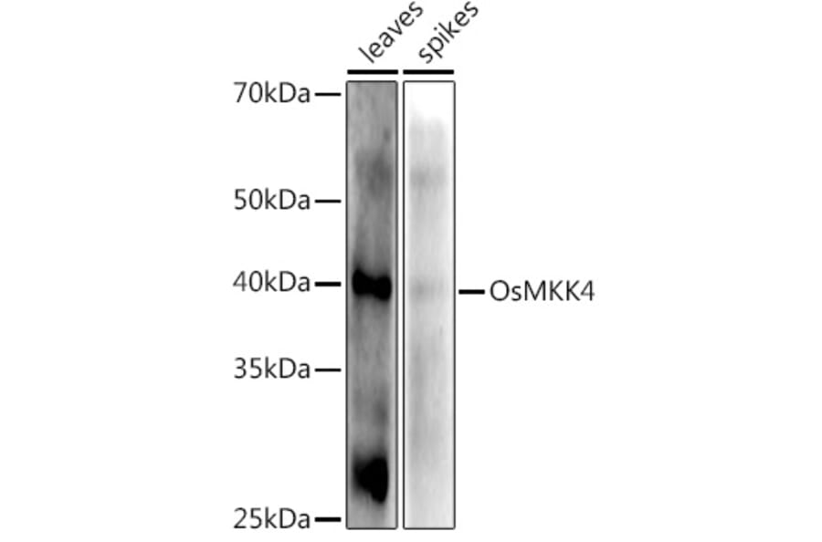 Western Blot - Anti-Os02g0787300 Antibody (A309831) - Antibodies.com