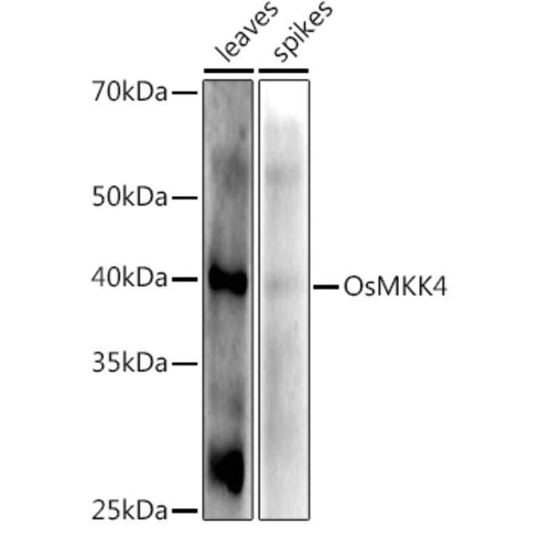 Western Blot - Anti-Os02g0787300 Antibody (A309831) - Antibodies.com