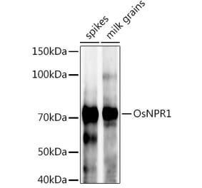 Western Blot - Anti-NPR1 Antibody (A309834) - Antibodies.com