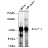 Western Blot - Anti-NPR1 Antibody (A309834) - Antibodies.com