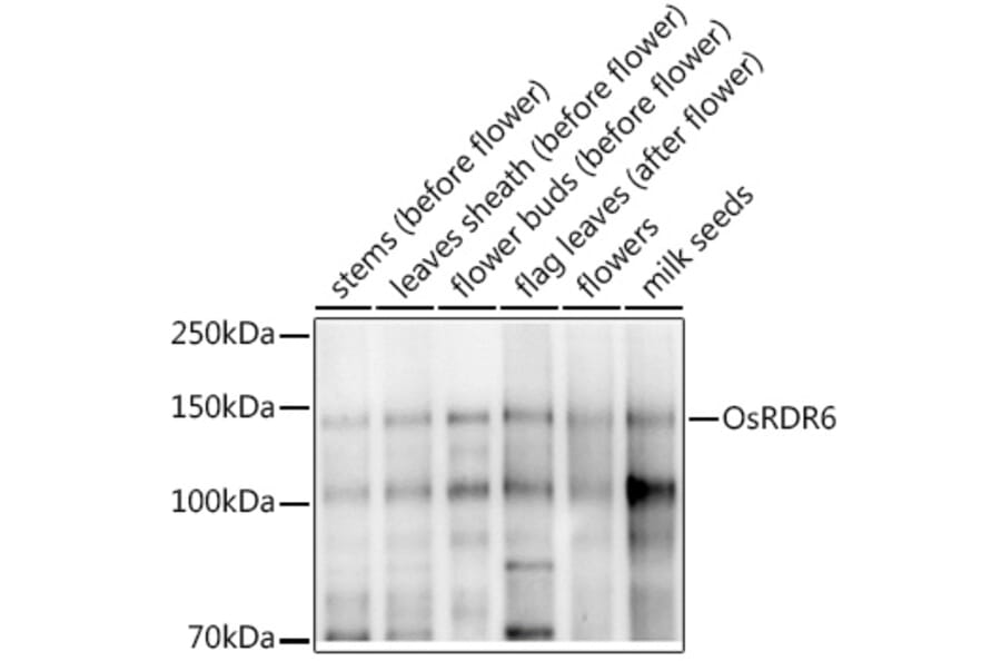 Western Blot - Anti-SHL2 Antibody (A309835) - Antibodies.com