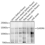 Western Blot - Anti-SHL2 Antibody (A309835) - Antibodies.com