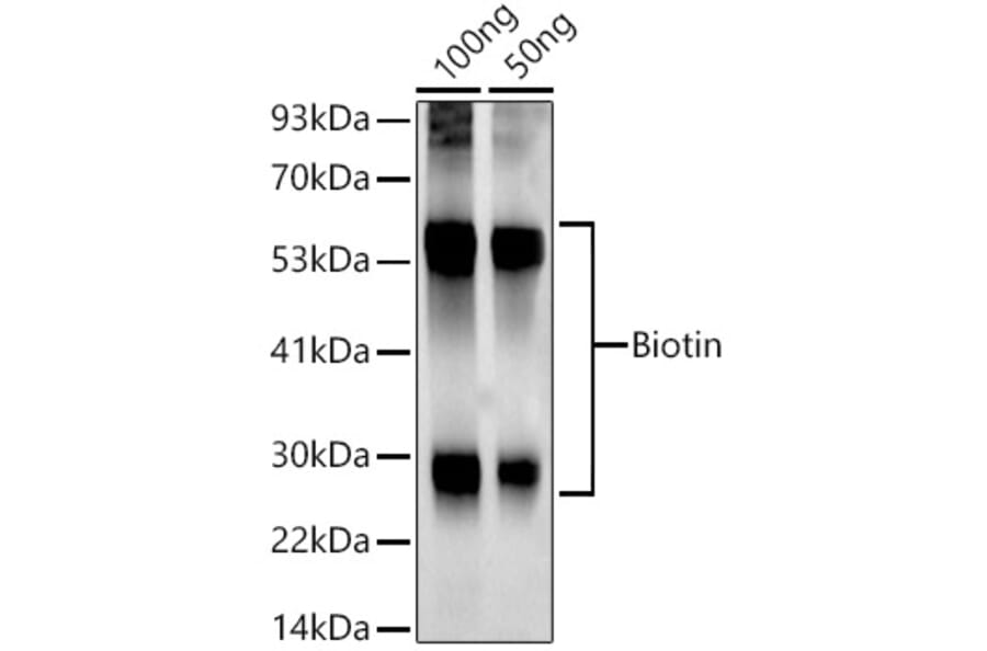 Western Blot - Anti-Biotin Antibody [ARC50695] (A309841) - Antibodies.com