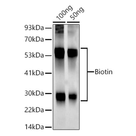 Western Blot - Anti-Biotin Antibody [ARC50695] (A309841) - Antibodies.com
