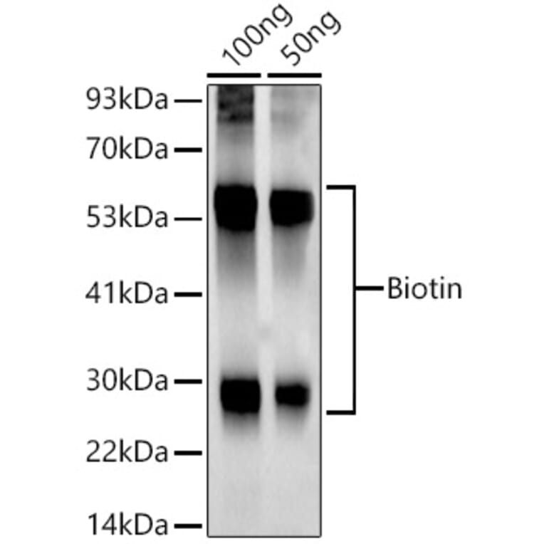 Western Blot - Anti-Biotin Antibody [ARC50695] (A309841) - Antibodies.com