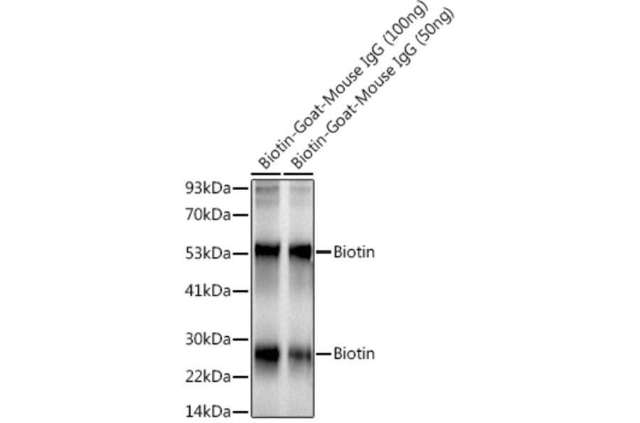 Western Blot - Anti-Biotin Antibody [ARC50706] (A309842) - Antibodies.com