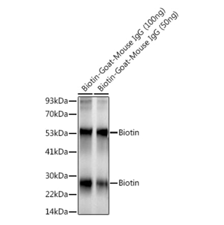 Western Blot - Anti-Biotin Antibody [ARC50706] (A309842) - Antibodies.com