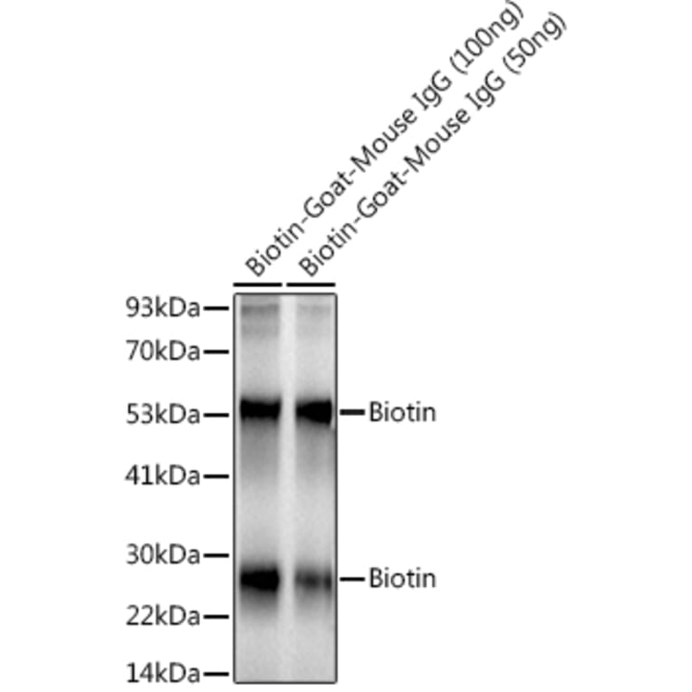 Western Blot - Anti-Biotin Antibody [ARC50706] (A309842) - Antibodies.com