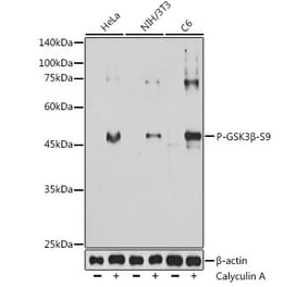 Western Blot - Anti-GSK3 beta (phospho Ser9) Antibody [AMC0523] (A309844) - Antibodies.com